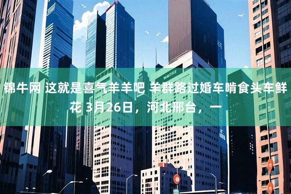 锦牛网 这就是喜气羊羊吧 羊群路过婚车啃食头车鲜花 3月26日，河北邢台，一